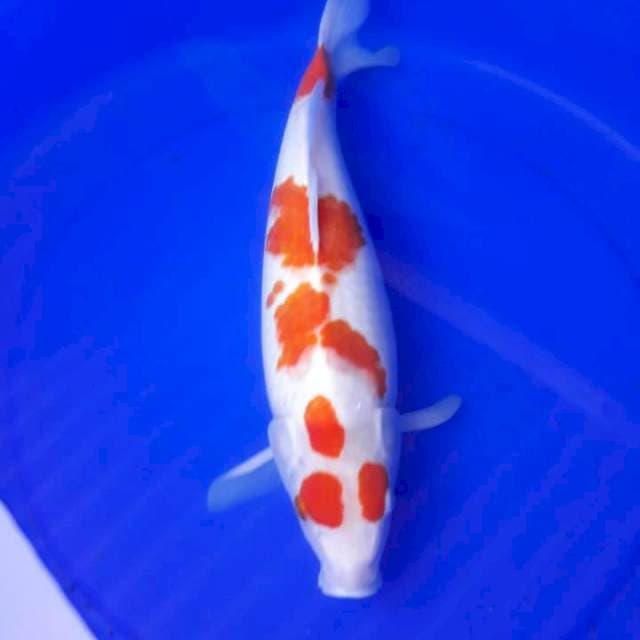Kohaku sanju