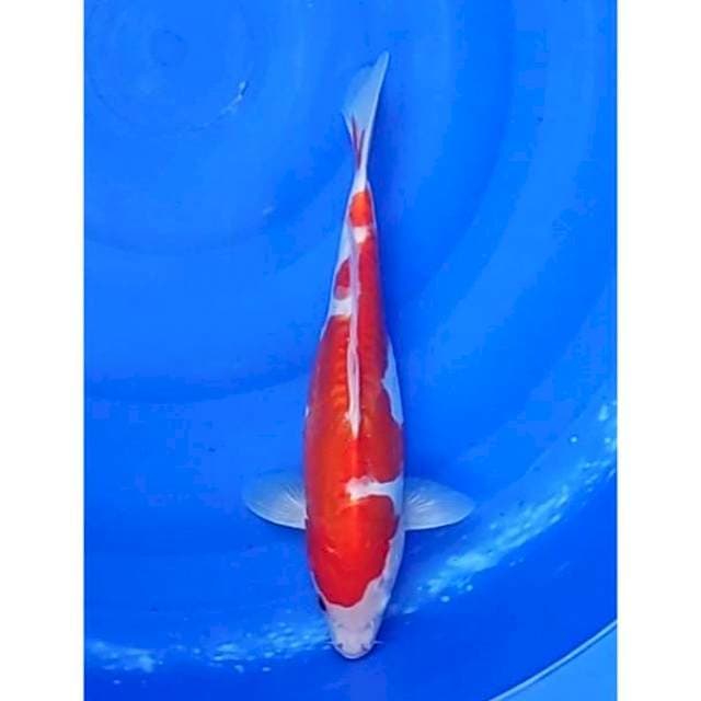 Doitsu Kohaku 34cm (F)