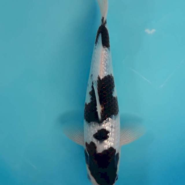 Goromo Ginrin SQ 25cm