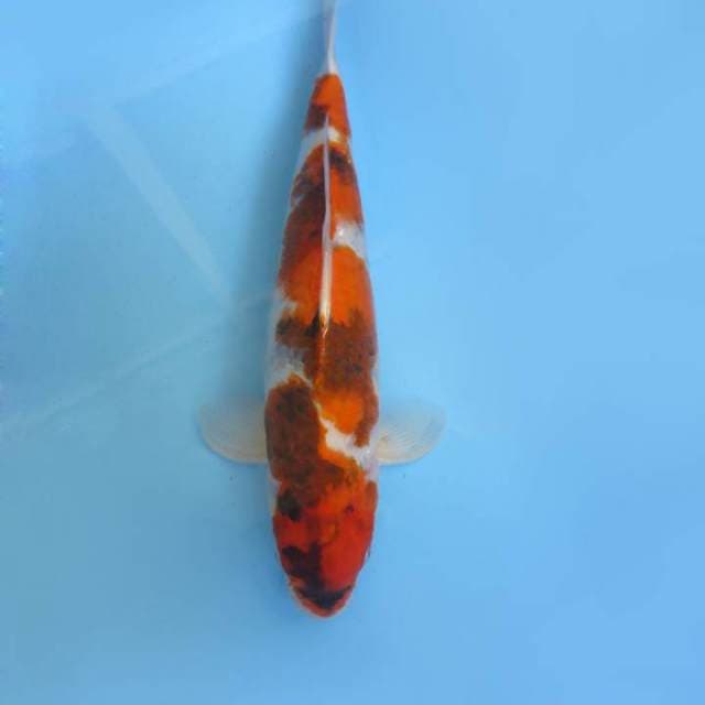 4. YAMASHITA - EVO SHOWA,