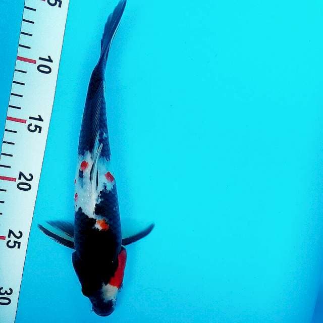 Showa 27cm