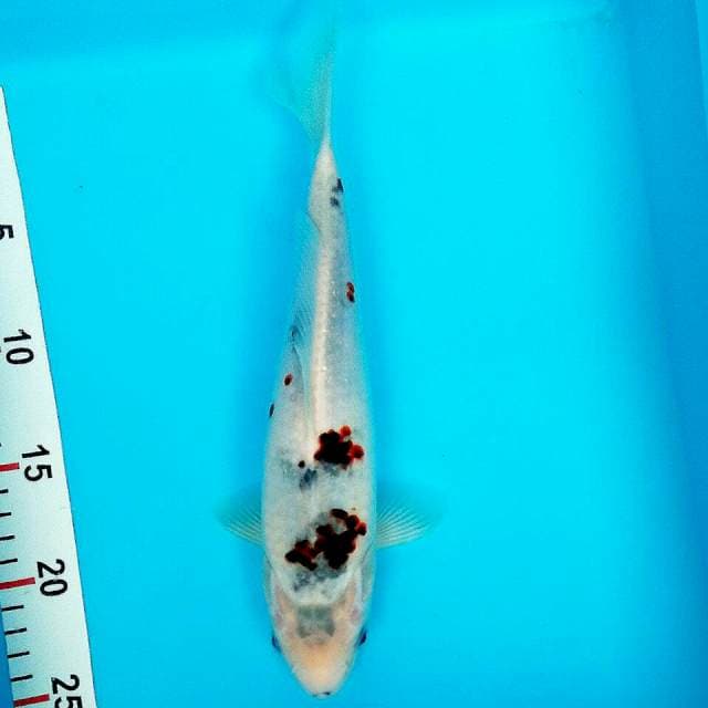 Goromo tategoi 29cm