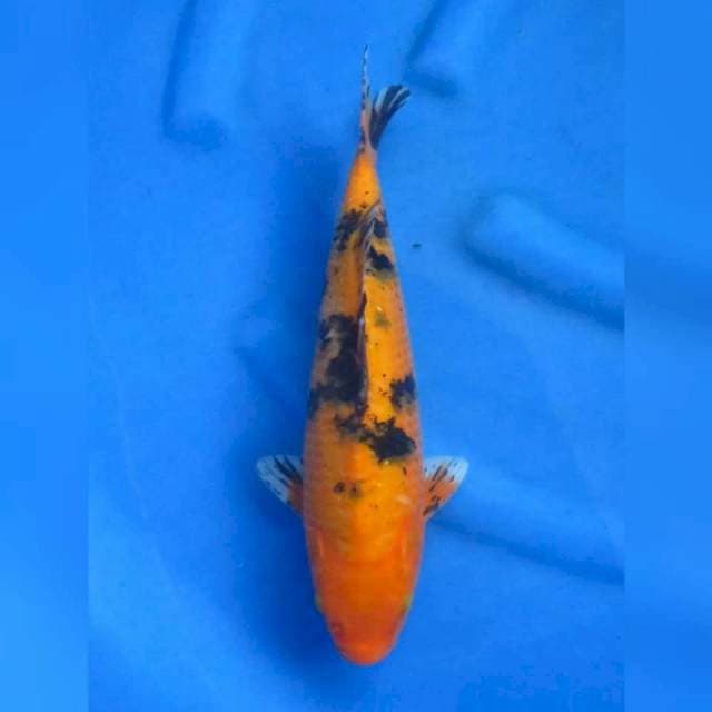 34cm male - Aka Bekko 
