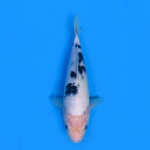 24cm male - Bekko HQ