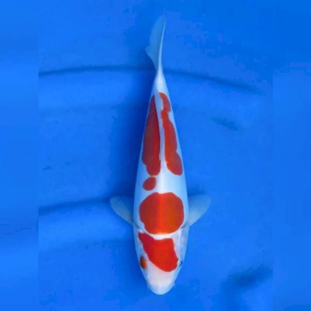 25cm male - Doitsu Murni Kohaku