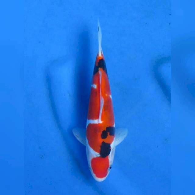20cm male - Doitsu Murni