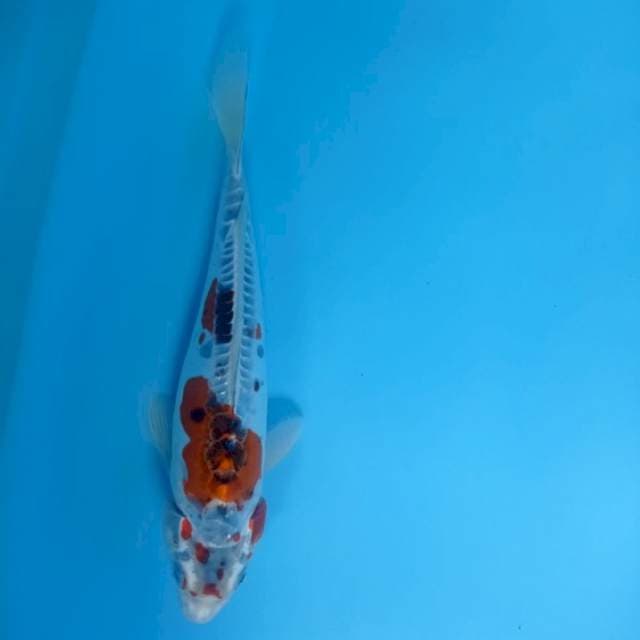 KIKO 30cm