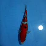 Sanke 31 cm