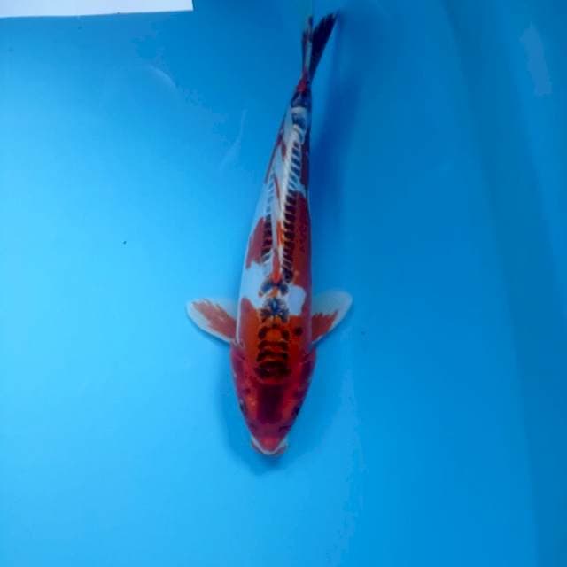 KUJAKUDOIT 30CM