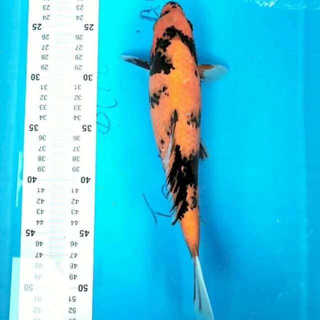 Utsuri 29 cm