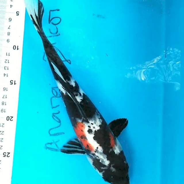 Showa 28 cm