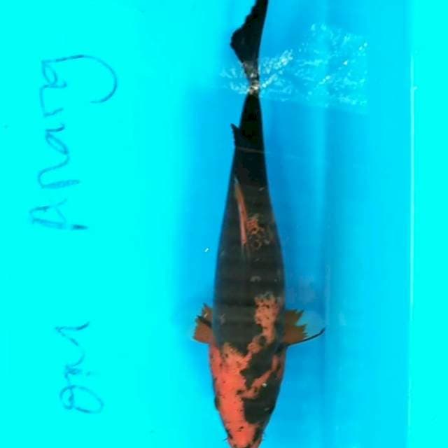 Hi Utsuri 24cm