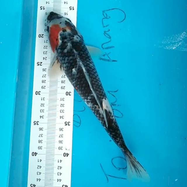 Showa 31cm