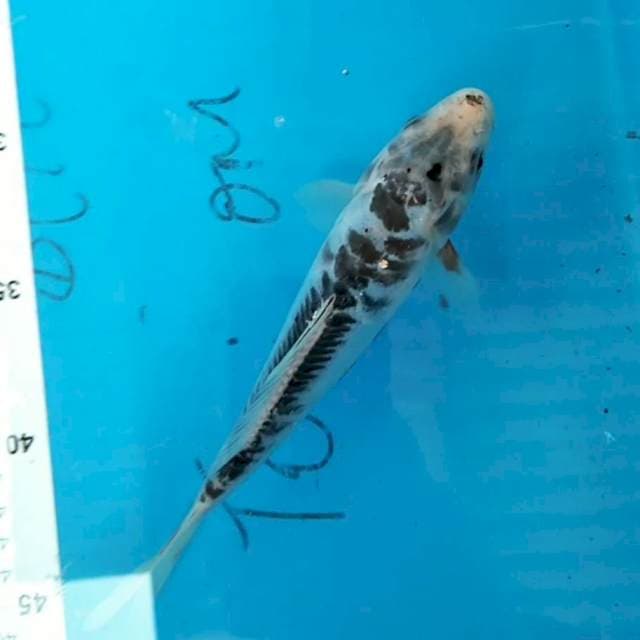 Shusui 19cm