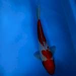 KOHAKU 30CM
