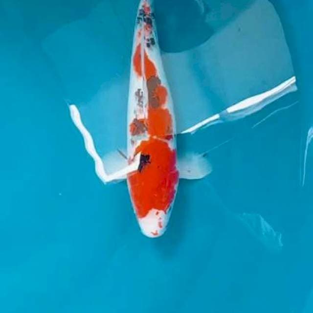 Sanke 33 cm. Male