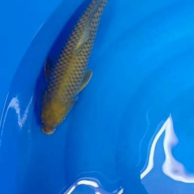 Cagoi 39 cm. Male