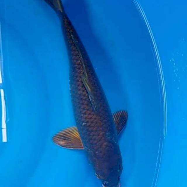 Cagoi 43 cm. Male