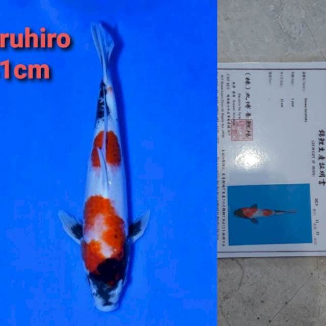 Maruhiro Showa 41cm Certi
