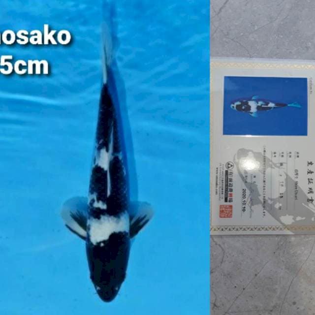 Omosako Shiro 35cm Certi