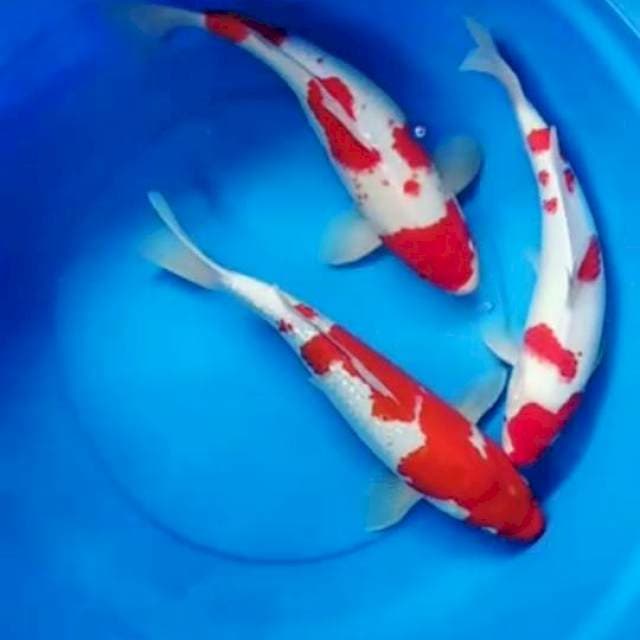 Kohaku