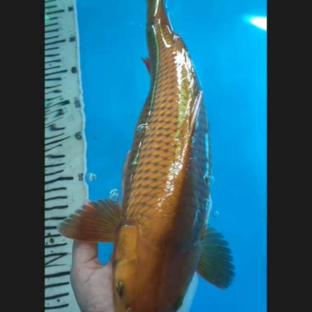 Chagoi tembaga 38 cm
