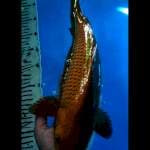 Chagoi tembaga 38 cm