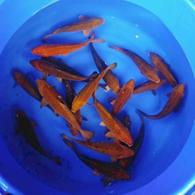 Tembaga chagoi jozz 20ekor 30_40cm