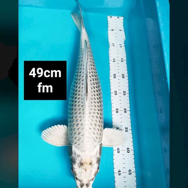 Mukashi jumbo 49cm