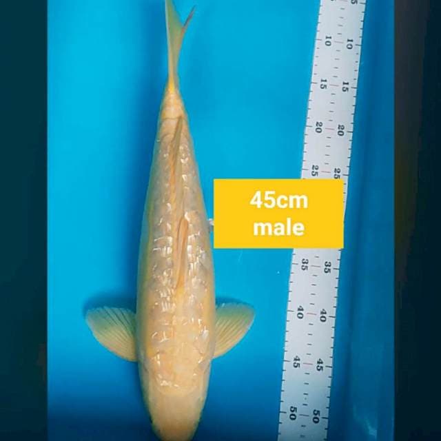 Karashi mata merah 45cm male bulky