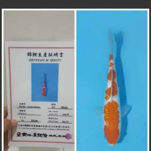 Kohaku Dainichi 20cm