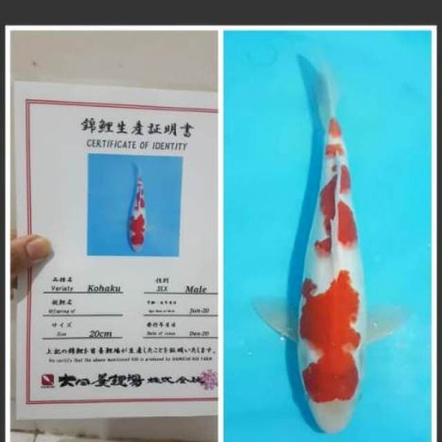 Kohaku Dainichi Super 30cm