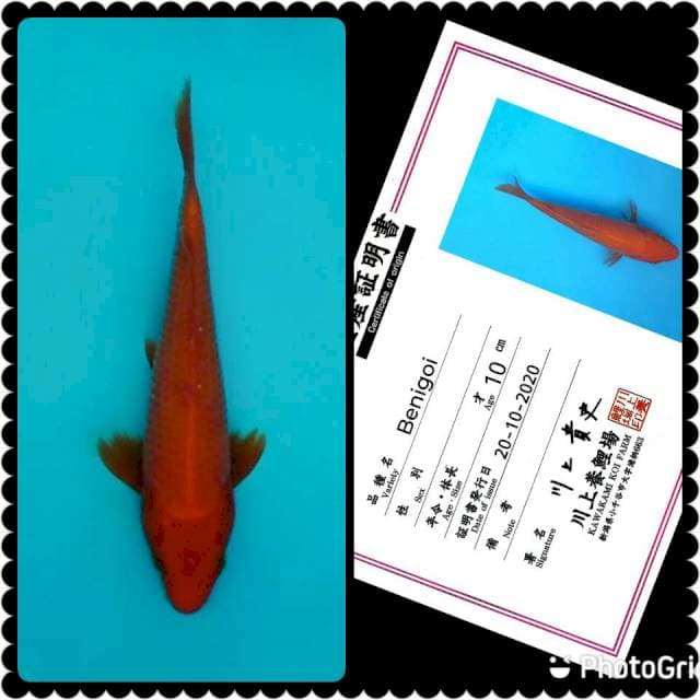 Benigoi Kawakami 20cm