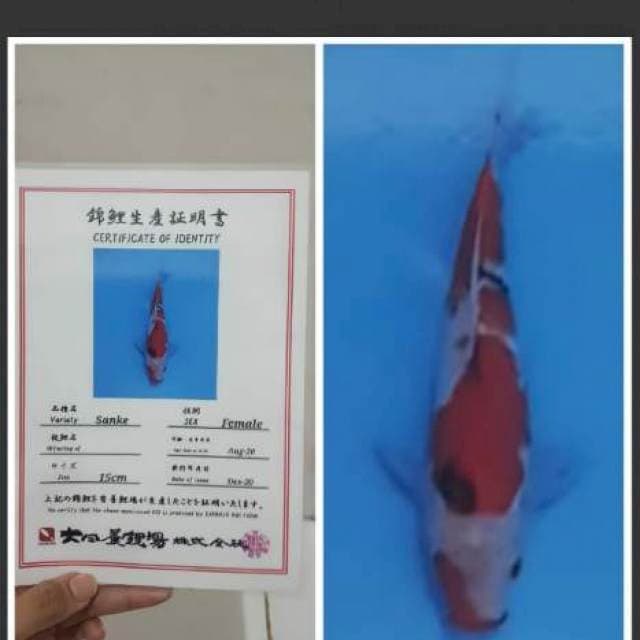 Sanke Dainichi 25cm
