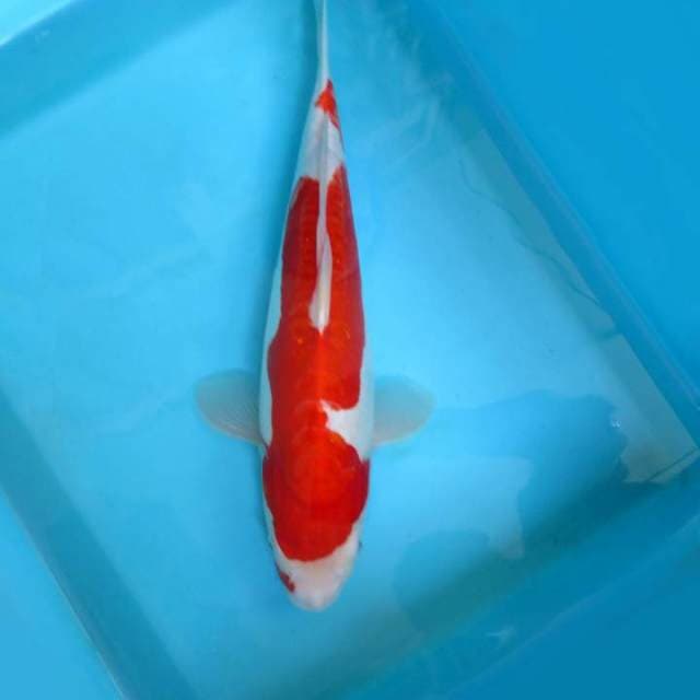 11. INAZUMA KOHAKU DOITSU,-