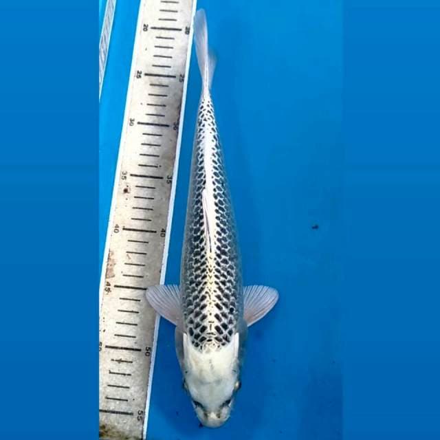 Gin matsuba, 33 cm