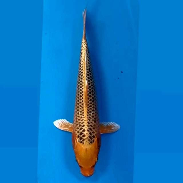 Kin matsuba, 23 cm