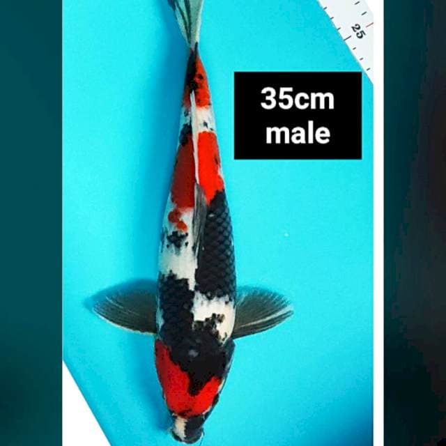 Showa strong 35cm male
