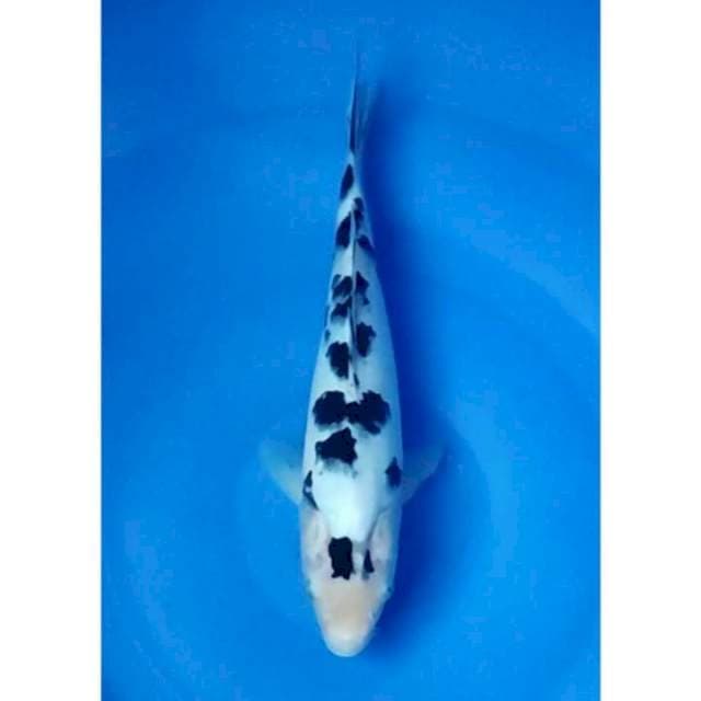 HQ Shiro Bekko 28cm (F)
