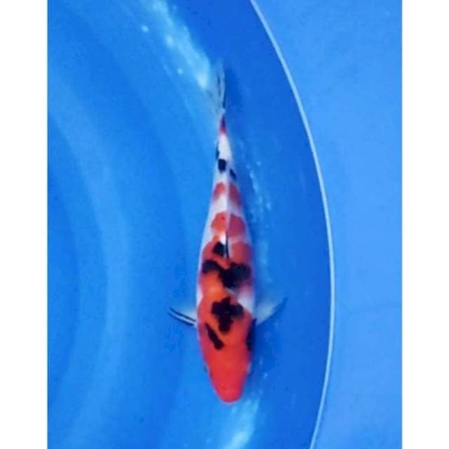 Strong Sanke Original 25cm (F)