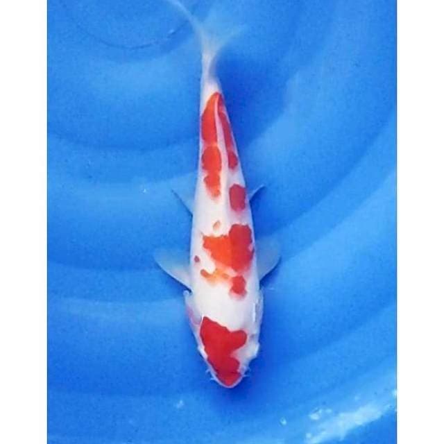 Original 3Step Kohaku 25cm (F)