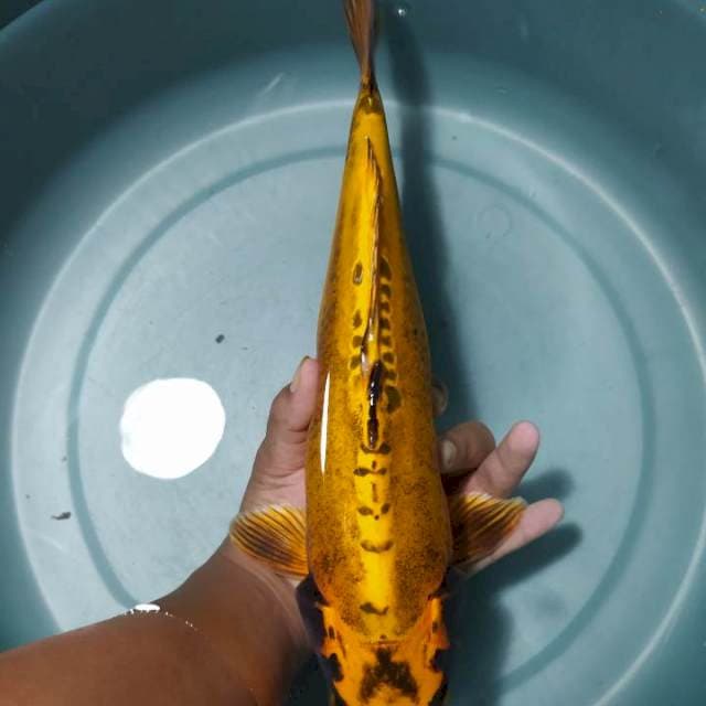 Antikan Doitsu size 34cm 