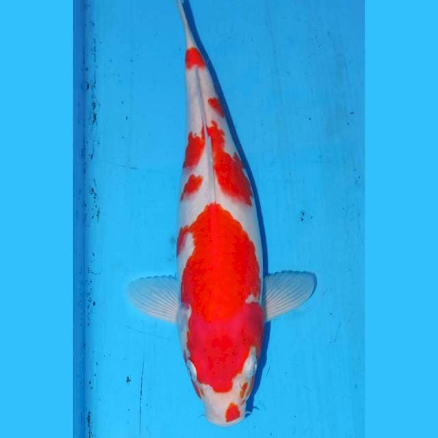 29cm KOHAKU RED DEVIL