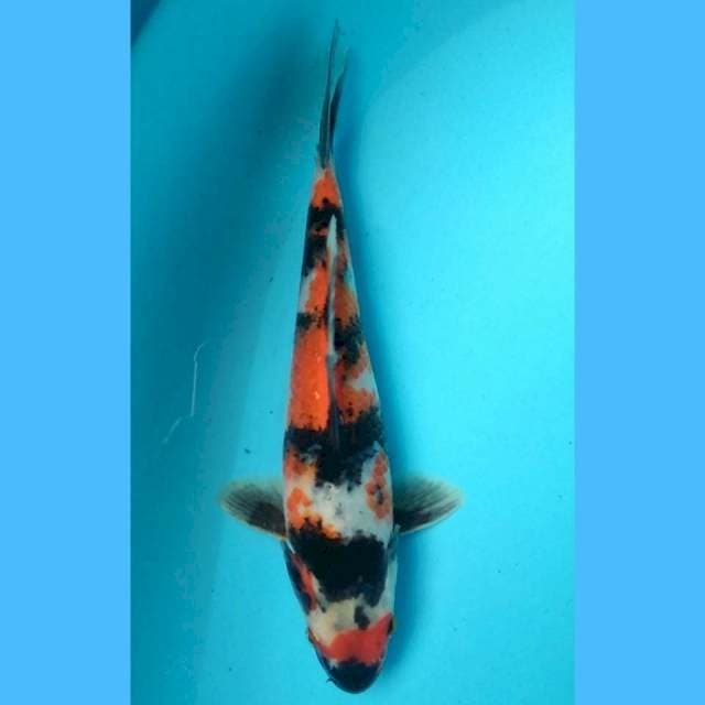 Showa 24cm