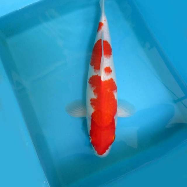 13. KOHAKU JUMBO,-