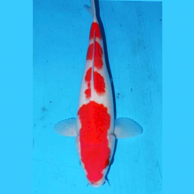 TOTOL TOTOL KOHAKU