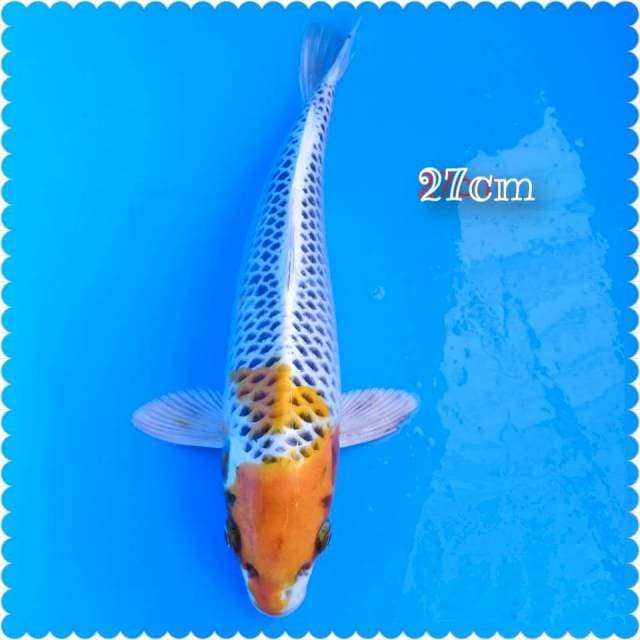 Tc kojaku_27cm