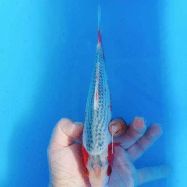 Premium 1 25cm