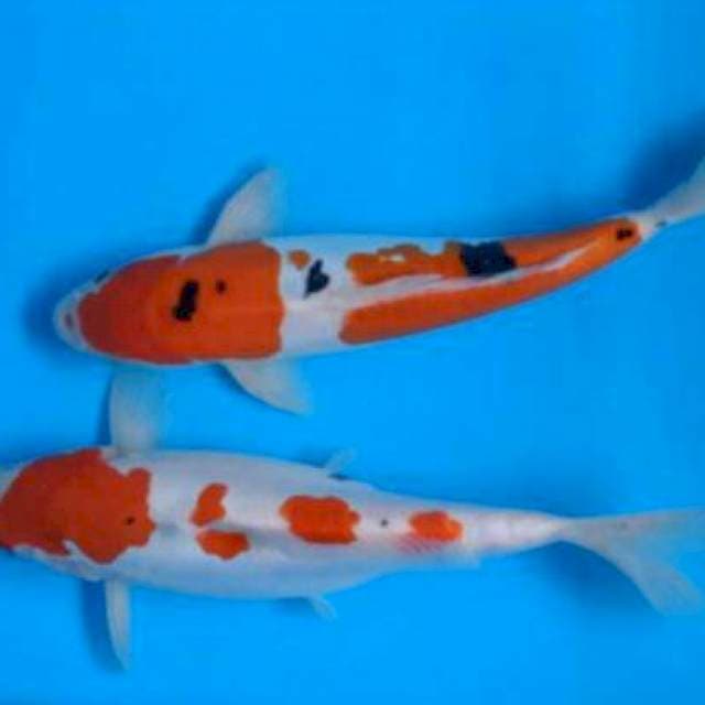SANKE DOITSU 2 EKOR 27 CM