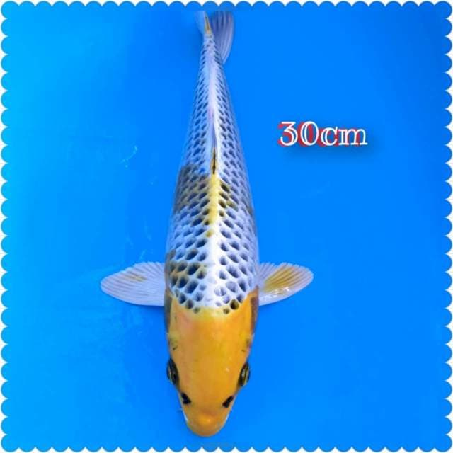 Tc kojaku _30cm